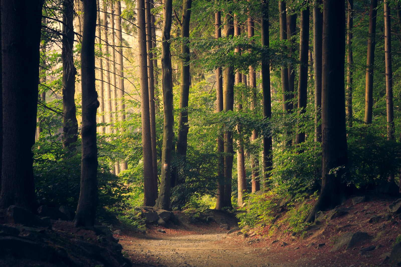 Floresta densa, símbolo de raízes e crescimento